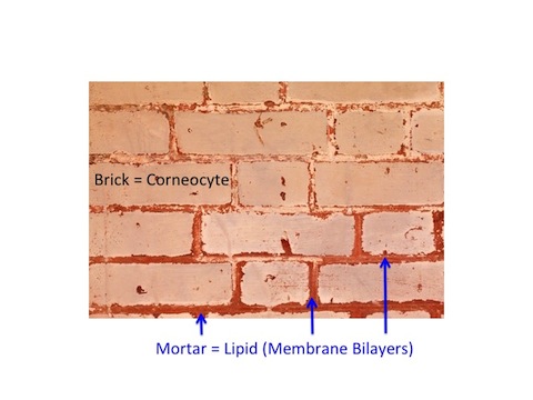 Bricks and Mortar Model of Stratum Corneum 480