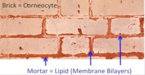 The skin barrier is like a brick wall. The cells or "bricks" are surrounded by fat (lipids) or "mortar"