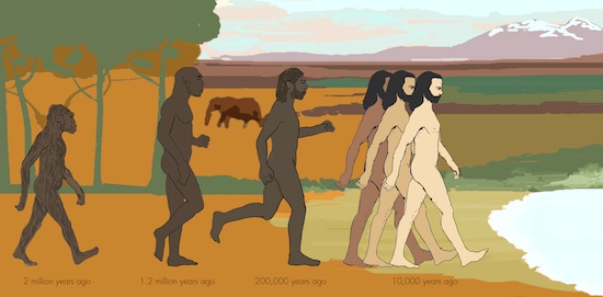 human evolution 550