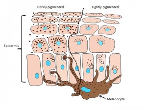 Comparison of melanin granules in darkly pigmented (left side) vs. lightly pigmented (right side) epidermis. Drawing by Jessica Kraft
