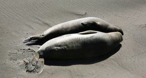 Fat is healthy for elephant seals. Could it also be good for the skin barrier as dome fat is for humans?