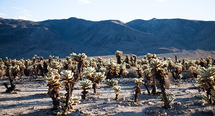 Climate change is impacting habitats such as those of Joshua trees and causing the spread of many infectious diseases