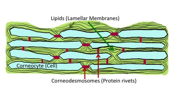 Drawing of stratum corneum showing the corneodesmosomes - or protein rivets - which hold the cells together.